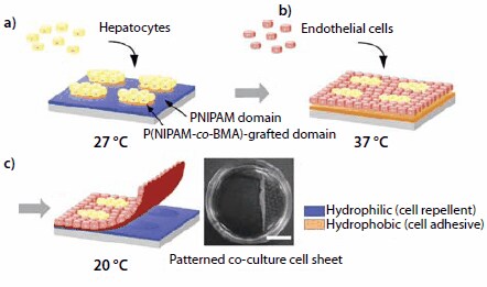 Cell Sheet