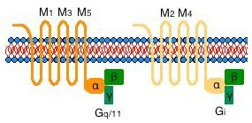 Acetylcholine Receptors (Muscarinic) | Sigma-Aldrich