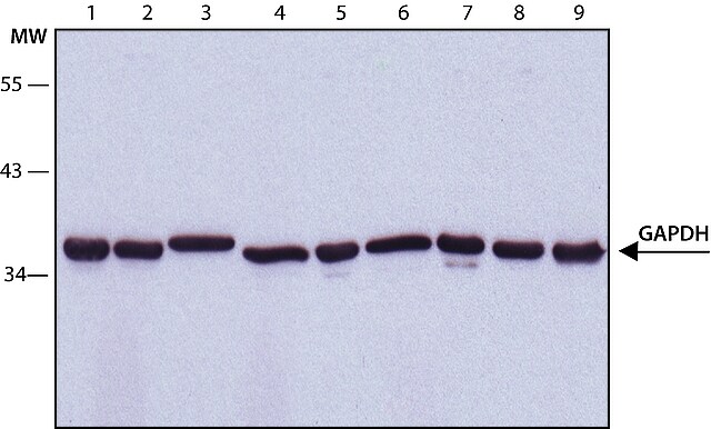 Gapdh Monoclonal Antibody Gapdh Antibody Sigma Aldrich