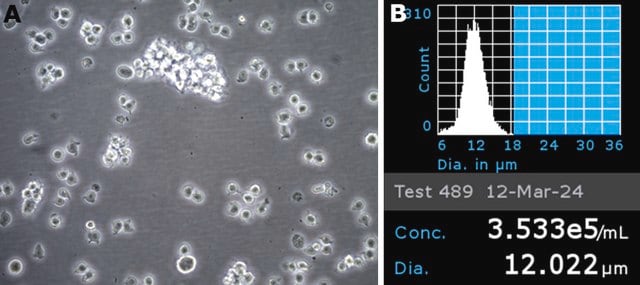 Jurkat Je Nf Kb Egfp Cell Line Sigma Aldrich