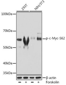 Anti Phospho C Myc S Antibody Produced In Rabbit Sigma Aldrich