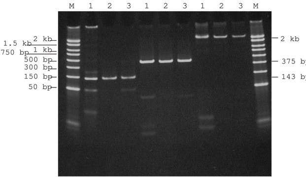 Maxwell Rna Extraction Kit Sigma Aldrich