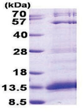 Cxcl Human Recombinant Expressed In E Coli Sds Page Sigma