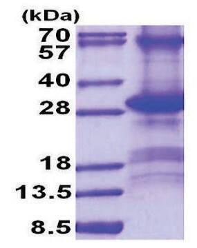 Cd Human Recombinant Expressed In E Coli Sds Page Ly B