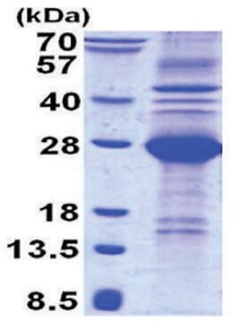 Cd Human Recombinant Expressed In E Coli Sds Page B