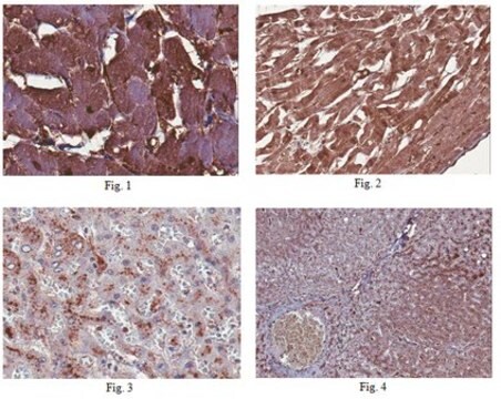 Anti BST2 Antibody From Rabbit Purified By Affinity Chromatography