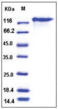 Leptin Receptor Human