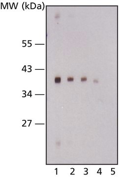 Monoclonal Anti dTAF40 小鼠抗 clone 4H6 purified from hybridoma cell