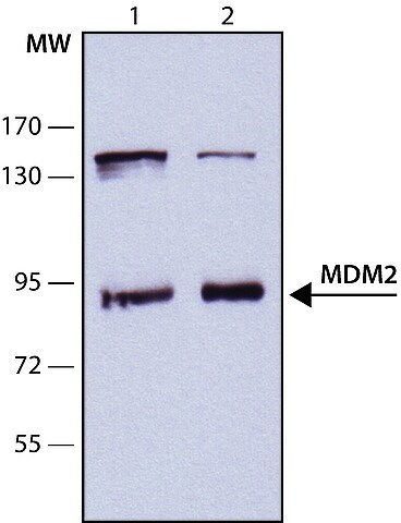 Anti Mdm Antibody Mouse Merck Life Sciences Thailand