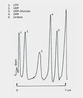 Tlc Analysis Of Uridine And Phosphate Analogs On Hptlc Pre Coated Plate