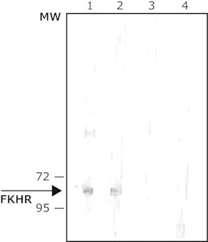 Fkhr Foxo1a Antibody Western F2303 Sigma Aldrich