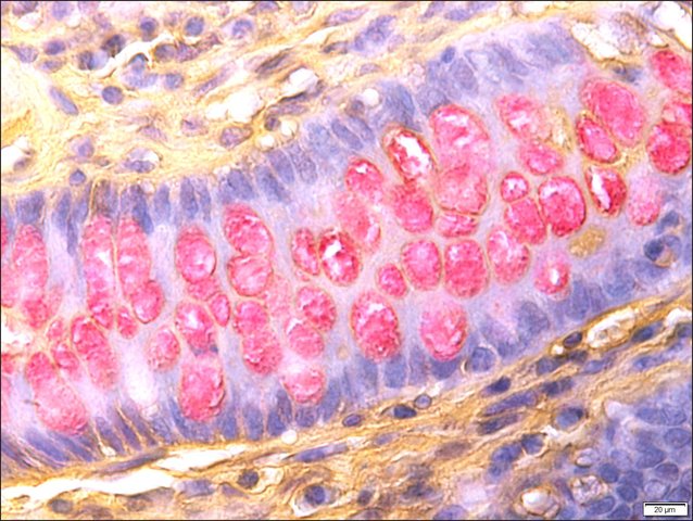 Mucin TISSUE-TROL Control Slid | TTR008-25EA | SIGMA-ALDRICH | SLS