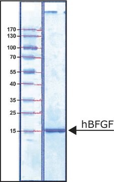 FIBROBLAST GROWTH FACTOR-BASIC HUMAN&