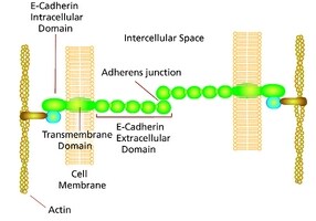 E Cadherin Structure