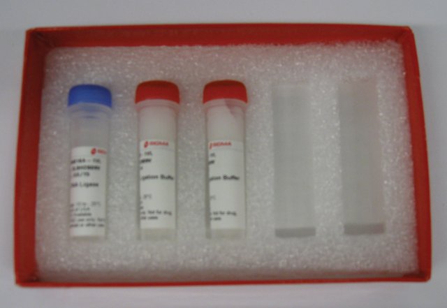 T7 DNA Ligase Ultra-pure enzyme for nucleic acid ...