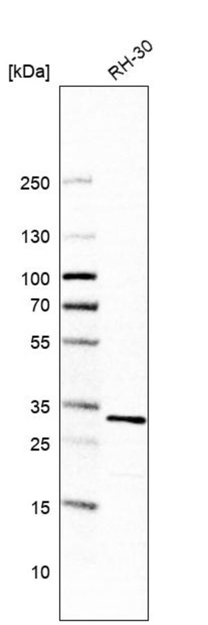 Ccdc43 Antibody Immunohistochemistry Western Hpa023391 Sigma Aldrich