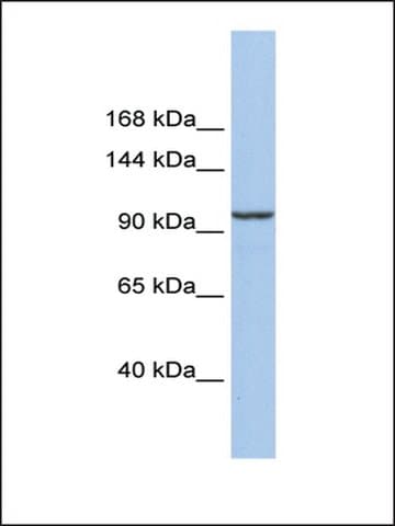 KLB antibody | Western | AV53325 | Sigma-Aldrich