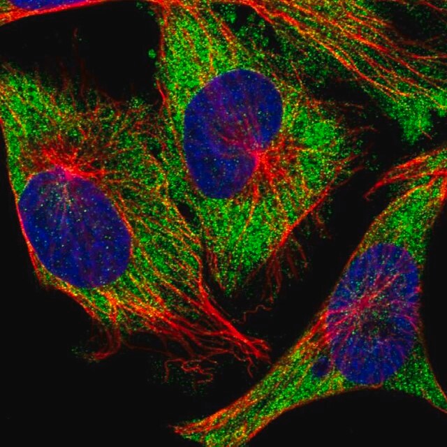 Anti-ATXN2 antibody produced in rabbit Prestige Antibodies® Powered by ...