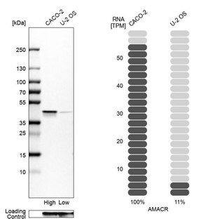 Anti Amacr Antibody Produced In Rabbit Affinity Isolated Antibody Buffered Aqueous Glycerol Solution Sigma Aldrich