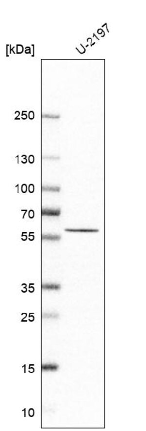 asgr1 antibody reactivity mouse