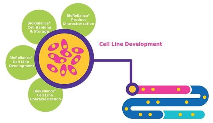 Infographie sur les services de d&eacute;veloppement de lign&eacute;es cellulaires de BioReliance® pendant la phase pr&eacute;clinique de l&apos;&eacute;valuation de nouveaux m&eacute;dicaments