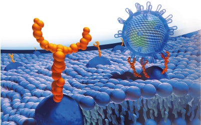 Image shows complex glycan structure with N-acetylglucosamine, mannose, galactose, N-Acetylneuraminic acid, fucose.  