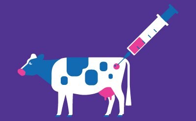 R&D workflow for cultured meat testing, depicts the sequential steps of isolation, expansion, and modification in the laboratory. The process involves cell culture techniques and biotechnology methods for testing and enhancing cultured meat products.