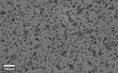 Primary hepatocytes imaged at 20x magnification. Light grey image with small darker grey and black circles that indicate the cells that cover the entire image.