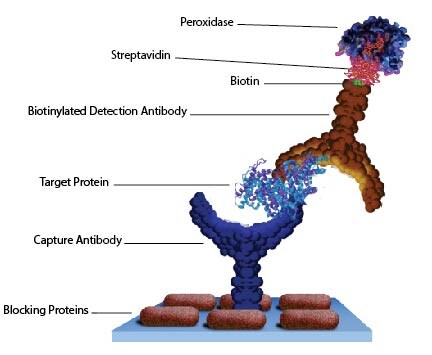 Antibody Support Reagents