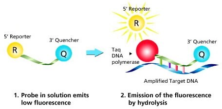 Dual-labeled Probes