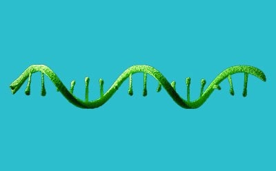 Illustration showing a single strand of RNA