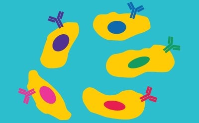 Monoclonal Antibody Production and Purification