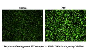 Shows response of endogenous P2Y receptor to ATP in CHO-K cells, using Cal-520® , on the left side Control and on the right side ATP