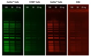 AAT Bioquest Gelite™ Safe DNA Gel Stain for staining DNA