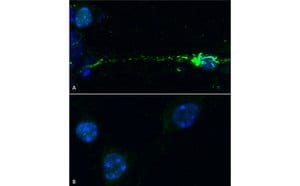 StressMarq Active Mouse Recombinant Alpha Synuclein Pre-formed Fibrils (Type 1), 100 µg