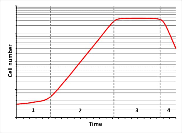 A graph illustrating the changes in cell number over time, divided into four distinct phases. The x-axis is labeled "Time," while the y-axis is labeled "Cell number". In the lag phase (1), the red-colored curve starts flat, this is followed by the log phase (2), where the curve rises steeply. The curve then flattens during the stationary phase (3) and finally, in the death phase (4), the curve declines as cell death surpasses growth. The phases are separated by dashed vertical lines, and the red curve visually traces the cell population's dynamics over time.