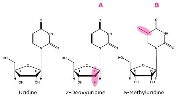 Three compounds used as markers for hydrophobicity and hydrophilicity are shown. On the left is the chemical structure of uridine. In the middle is 2-deoxyuridine, with the second position on the furan ring highlighted in pink to indicate the absence of a hydroxyl group, labeled as A. On the right is 5-methyluridine, with the fifth carbon atom on the pyrimidine ring attached to the furan ring of the nucleoside highlighted in pink to indicate the presence of a methyl group, labeled as B.