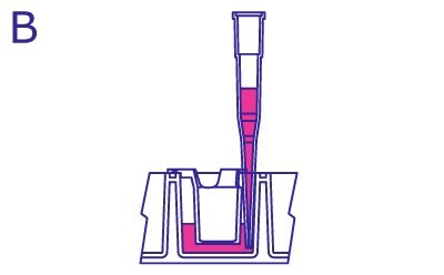 From the side, pipette in the culture well is moved to the side of the insert and filled with media from the well without disturbing the cells in the insert. Insert does not contain media.