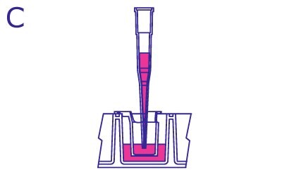 From the side, pipette filled with media is in the hanging insert within the culture. The pipette fills the insert with media to reach the same volume as the media within the well.