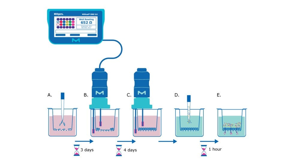 Barrier assay principle using Millicell® hanging cell culture inserts. The cells are seeded in the insert and after three days researchers use the Millicell 3.0 ERS to take TEER measurements. 7 days after seeding the TEER measurements should plateau, the media can be exchanged, and a permeability assay dye can be added. Small molecules can be added and incubated with the monolayer and pass-through can be measured.