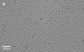 Brightfield imaging of L929 cells on Millicell<sup>®</sup> DCI Digital Cell Imager at 20X magnification