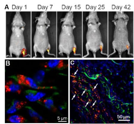 In Vivo Stem Cell Tracking with LuminiCell Trackers™