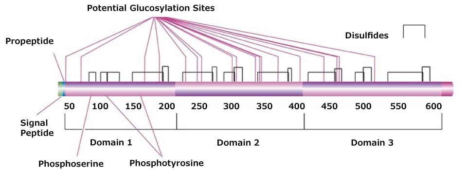 Protein structure map of human serum albumin