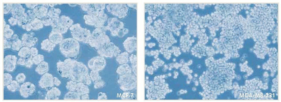 Mammosphere culture of MCF-7 and MDA-MB-231 breast cancer cells in PromoCell 3D Tumorsphere Media XF. 