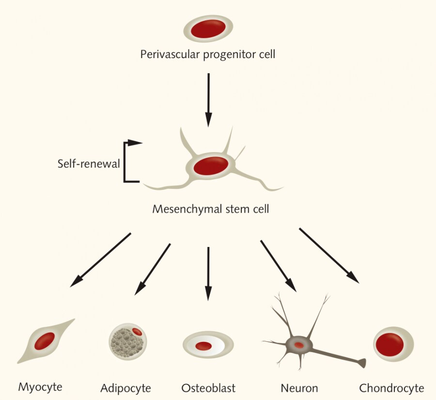 Overview of mesenchymal stem cell differentiation to myocytes, adipocytes, osteoblasts, neurons, and chondrocytes