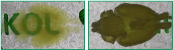 Reversible nature of HISTO™ tissue clearing method