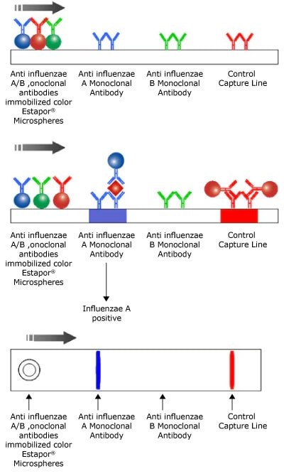 Illustration of a multichromatic multiparametric (multiplex) lateral flow test for influenza viruses, showing the test sample on the left, the Influenza A Capture line in blue and Influenza B Capture line in green in the center, and the control line in red on the right, with the sample flowing from left to right.