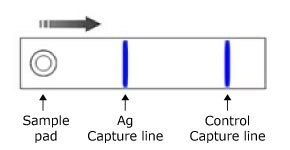 Illustration of a bichromatic monoparametric lateral flow test, featuring the test sample pad on the left, the Ag Capture line in blue in the center, and the control line also in blue on the right, with the sample flowing from left to right.