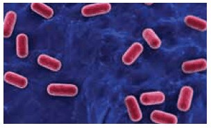 3D rendering of isolated Lactobacillus