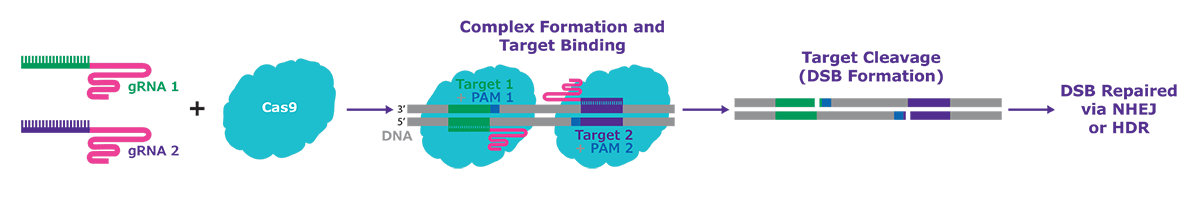 Editing with RNP Nickase systems, with only a single active cutting domain, and then delivering with proximal guide RNAs in a pair allows precise double stranded breaks, and provides hyper-specific and efficient genome editing in cell types that are more difficult to edit.